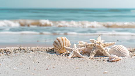 Coquillages sur la plage : ce que la réglementation autorise vraiment