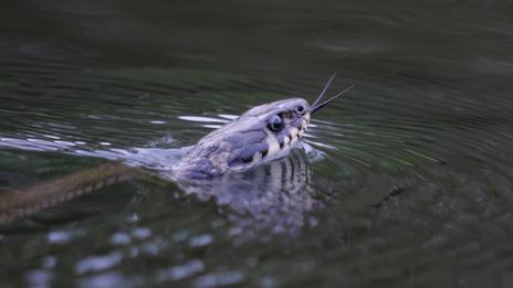Près de 900 serpents à la dérive après des inondations en Chine