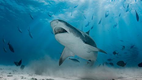 Journée mondiale des requins : ces grands prédateurs dont l’océan ne peut se passer