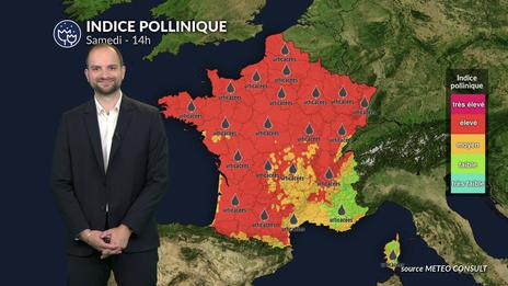 Pollens et allergies : un risque encore élevé avec la canicule, malgré une végétation sous stress