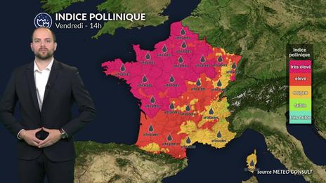 Pollens et allergies : amélioration au nord, vigilance maintenue près de la Méditerranée