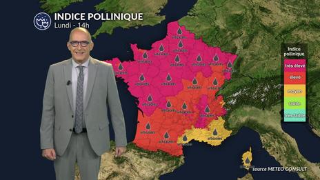 Alerte rouge aux pollens de chêne et urticacées sur presque toute la France demain