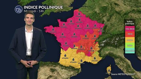 Pollens et allergies : alerte maximale ce mercredi, les pollens d'urticacées dominants
