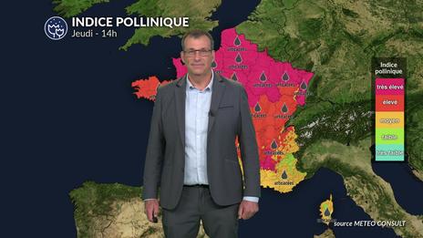 Pollens et allergies ce jeudi : des indices polliniques toujours très élevés au nord