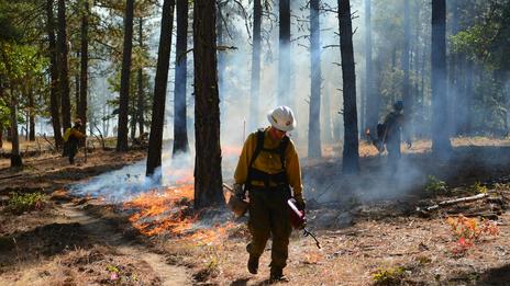 Feux de forêt en France : Gironde et Var sous tension avant le retour des fortes chaleurs