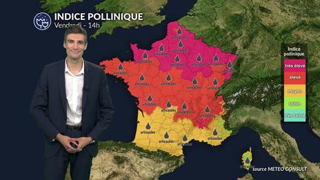 Pollens et allergies : le soleil et la chaleur favorisent une dispersion maximale des pollens ce vendredi