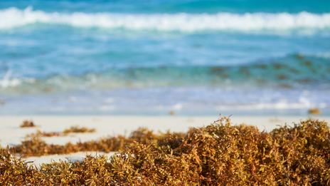 Sargasses aux Antilles : la menace brune qui étouffe même les moteurs