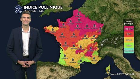 Orages et chaleur : indice pollinique maximal pour les urticacées ce vendredi