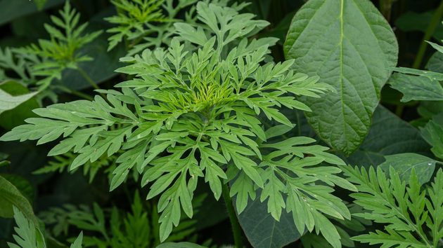 L Pollens Et Allergies