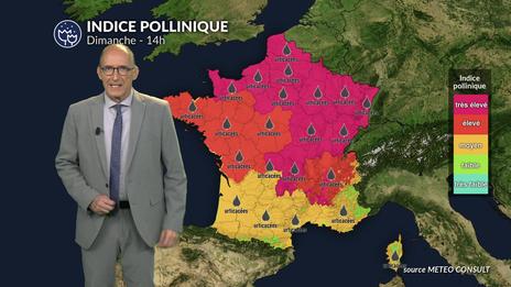 Canicule et orages : risque d'asthme pollinique extrême avec le chêne et les urticacées dans l'Est