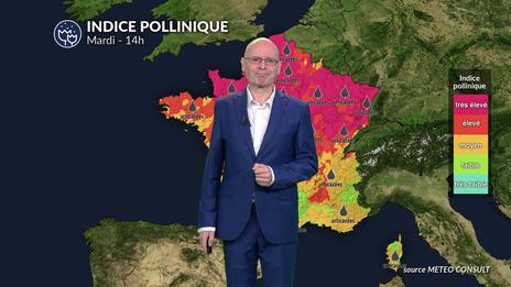 Bulletin allergo-pollinique pour ce mardi 04 août : risque maximal au nord-est