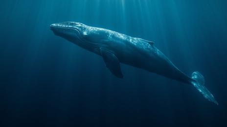 Le chant des baleines : comment les scientifiques apprennent à le décoder
