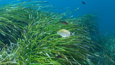 Les herbiers de posidonie : les forêts sous-marines qui font respirer la Méditerranée