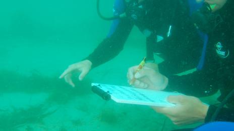 Plongeurs-scientifiques : quand une simple observation aide la recherche marine