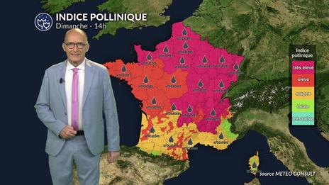 Canicule et orages : pic allergique majeur aux urticacées sur la moitié nord