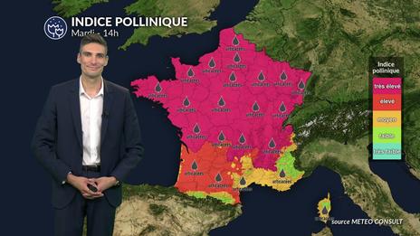 Pollens et allergies ce mardi : indice pollinique maximal pour les urticacées ce mardi