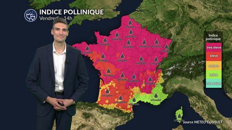 Pollens et allergies : indice pollinique maximal aux urticacées et à l'ambroisie ce vendredi