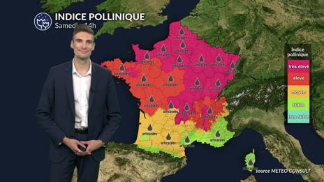 Pollens et allergies : risque allergique maximal aux urticacées au nord du pays ce samedi
