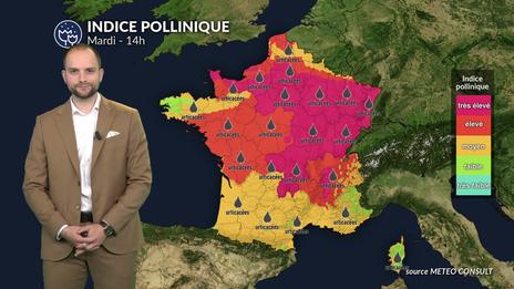 Pollens et allergies : urticacées et ambroisie en risque maximal