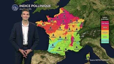 Pollens et allergies : pic d'urticacées et risque orageux ce jeudi