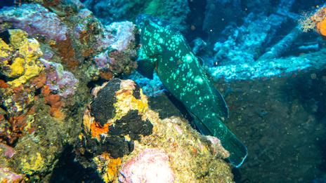 Plongée sur le Michel C, une épave chargée d’histoire au large de Porquerolles