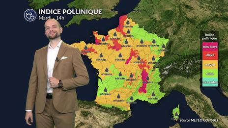 Pollens et allergies : un mardi actif pour l'ambroisie et les urticacées