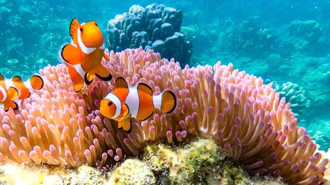 Chez ces poissons, changer de sexe est une stratégie de vie