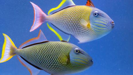 Dans l’oreille des poissons, de minuscules pierres racontent toute une vie
