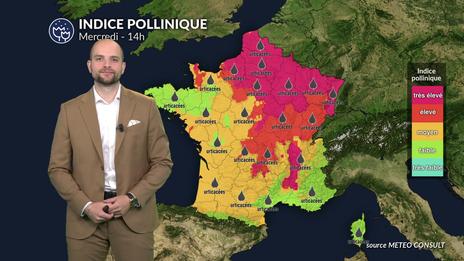 Pollens et allergies : urticacées et ambroisie saturent l'air du nord à l'est sous la chaleur