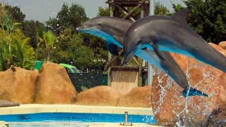 ZooParc de Beauval : le projet d’accueil des dauphins abandonné, un avenir incertain pour les cétacés d’Antibes