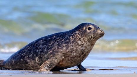 Le phoque veau-marin, ce mammifère discret qui recolonise peu à peu les côtes françaises