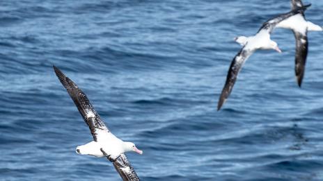 L’albatros, le géant des mers qui a fait du vent son territoire