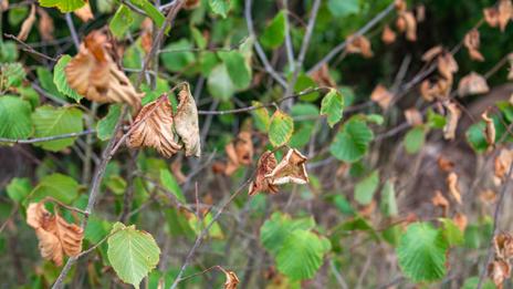 Arbres roussis, chute des feuilles précoce : pourquoi les paysages prennent déjà des allures automnales ?