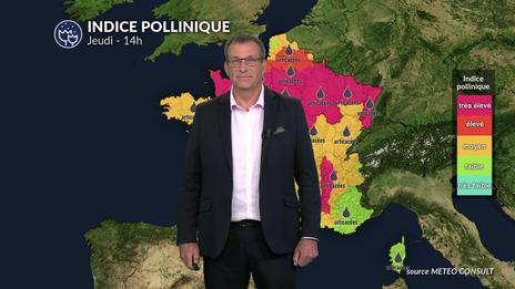 Bulletin pollen pour jeudi : la chaleur provoque un pic d'ambroisie et d'urticacées