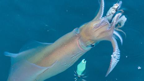 Pêche au calamar à la turlutte : la technique japonaise qui conquiert les pêcheurs français