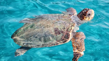 La tortue caouanne, cette grande voyageuse de plus en plus visible sur nos côtes méditerranéennes