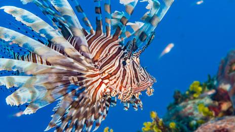 Poisson-lion, crabe bleu, poissons-lapins : la Méditerranée face à de nouveaux voisins
