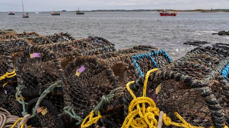 Pêche aux nasses à crabes : une activité douce et familiale accessible sans bateau