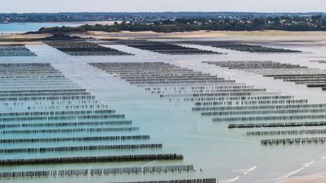 Comprendre la mytiliculture : comment une moule grandit-elle de la corde à l’assiette ?