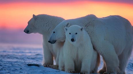 L’ours blanc, ce mammifère marin qui dépend entièrement d’un monde de glace