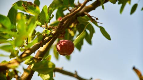 Sécheresse et canicules : les récoltes de pommes, poires, noisettes paient le prix d'un été 2026 hors normes