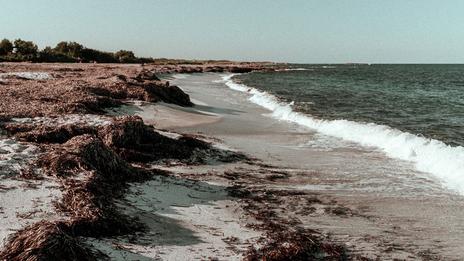 Pourquoi il ne faut pas enlever les posidonies échouées sur les plages