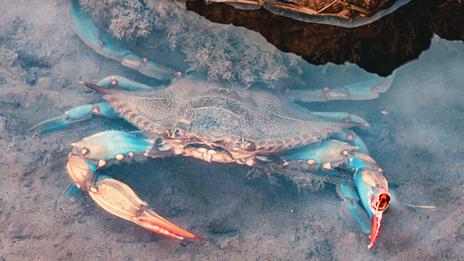 Crabe bleu : l’envahisseur qui gagne les côtes françaises et inquiète les pêcheurs