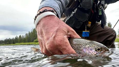 No-kill : pourquoi un poisson qui repart en nageant n’est pas forcément sauvé