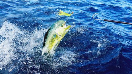 La pêche en dérive au large : traquer les poissons pélagiques