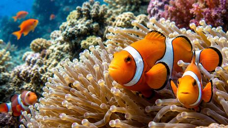 Guide des animaux marins : les réponses aux questions que l’on se pose le plus souvent