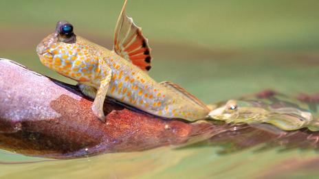 Ce poisson étonnant est capable de marcher sur la terre ferme