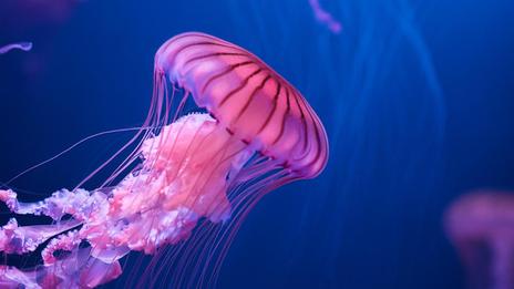 Ces méduses immortelles qui défient la science
