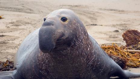 Éléphant de mer : ce géant de quatre tonnes capable de plonger à plus de 2 000 mètres de profondeur