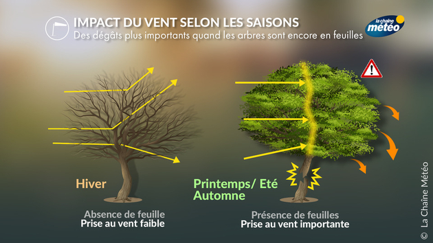 La prise au vent fragilise les arbres à cette époque de l Actualités France